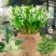 浓香型铃兰花苗带芽种球根水培植物多年生室内外阳台耐寒花卉