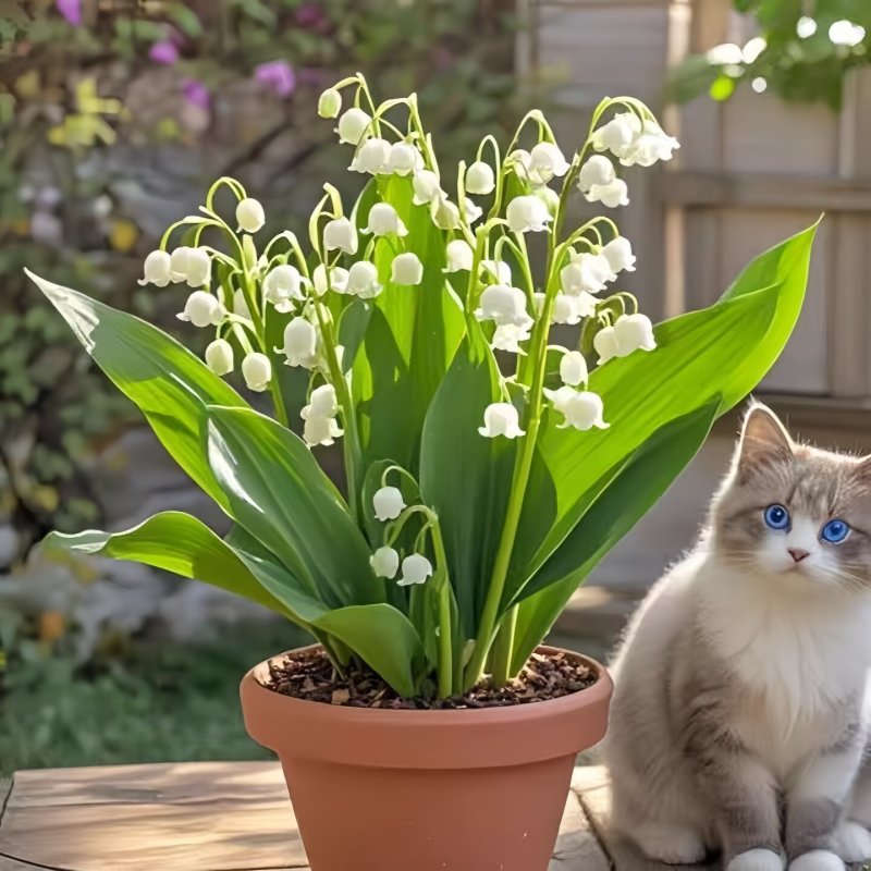 浓香型铃兰花苗带芽种球根水培植物多年生室内外阳台耐寒花卉