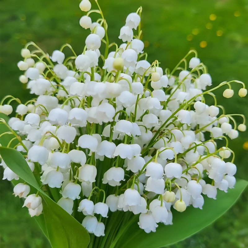 浓香型铃兰花苗带芽种球根水培植物多年生室内外阳台耐寒花卉