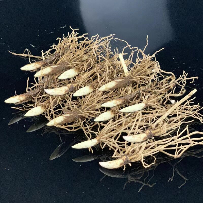 浓香型铃兰花苗带芽种球根水培植物多年生室内外阳台耐寒花卉