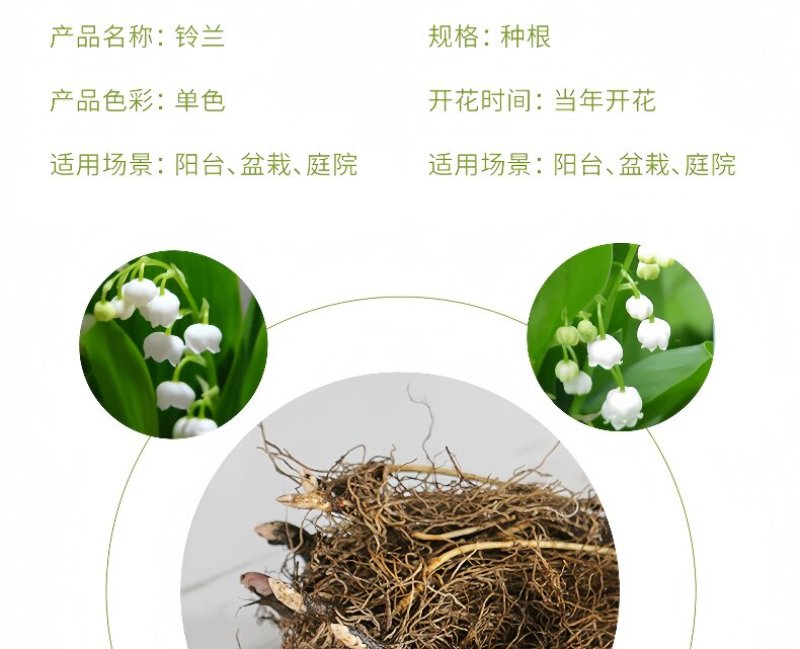浓香型铃兰花苗带芽种球根水培植物多年生室内外阳台耐寒花卉