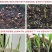 浓香型铃兰花苗带芽种球根水培植物多年生室内外阳台耐寒花卉