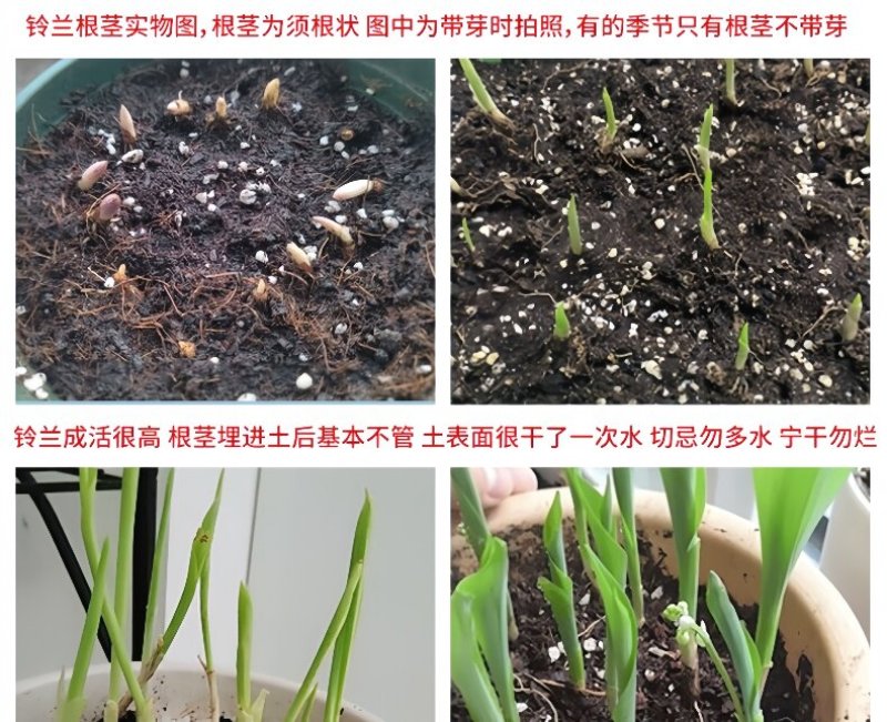 浓香型铃兰花苗带芽种球根水培植物多年生室内外阳台耐寒花卉