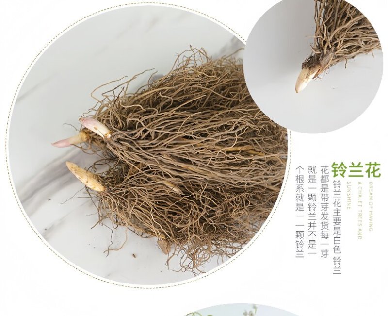 浓香型铃兰花苗带芽种球根水培植物多年生室内外阳台耐寒花卉