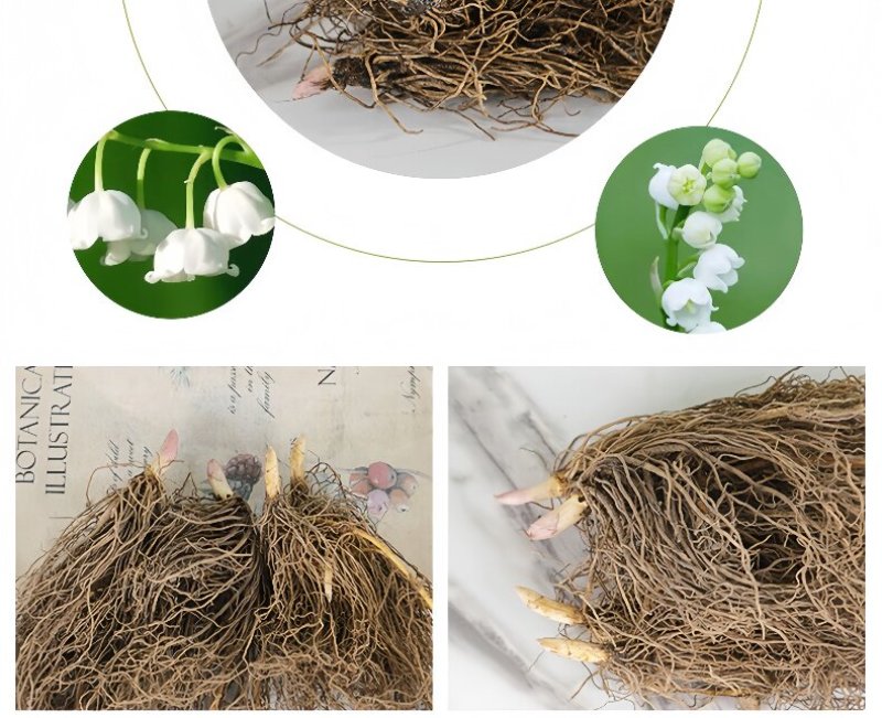 浓香型铃兰花苗带芽种球根水培植物多年生室内外阳台耐寒花卉