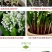 浓香型铃兰花苗带芽种球根水培植物多年生室内外阳台耐寒花卉