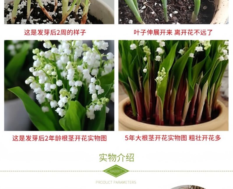 浓香型铃兰花苗带芽种球根水培植物多年生室内外阳台耐寒花卉