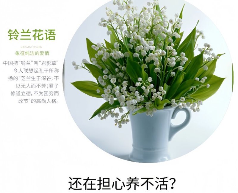 浓香型铃兰花苗带芽种球根水培植物多年生室内外阳台耐寒花卉