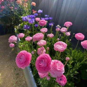 花毛茛种球土培室内室外种植耐寒盆栽多年生四季种植