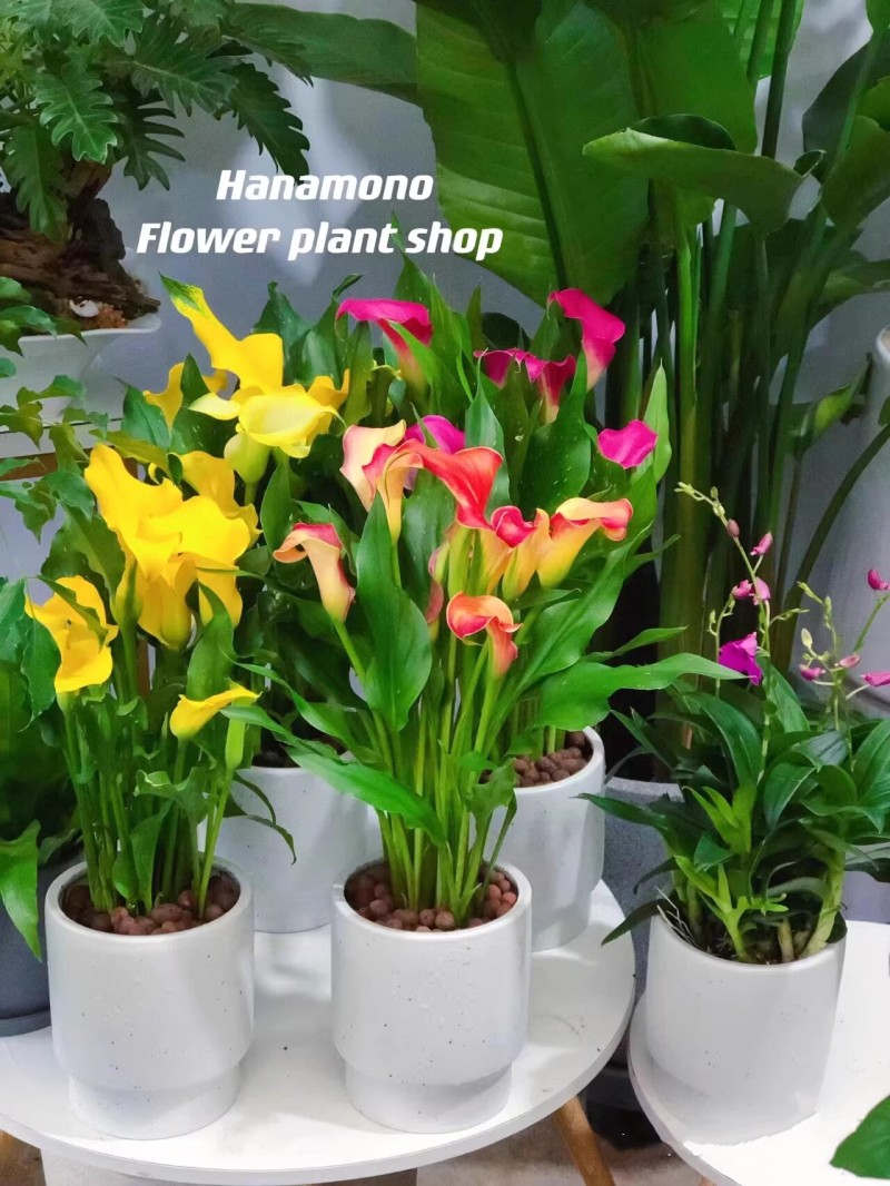 彩色马蹄莲种球带芽好养易活阳台室内耐寒盆栽花卉植物多年生