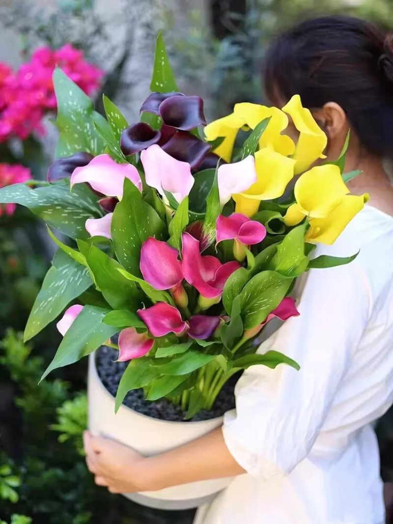 彩色马蹄莲种球带芽好养易活阳台室内耐寒盆栽花卉植物多年生