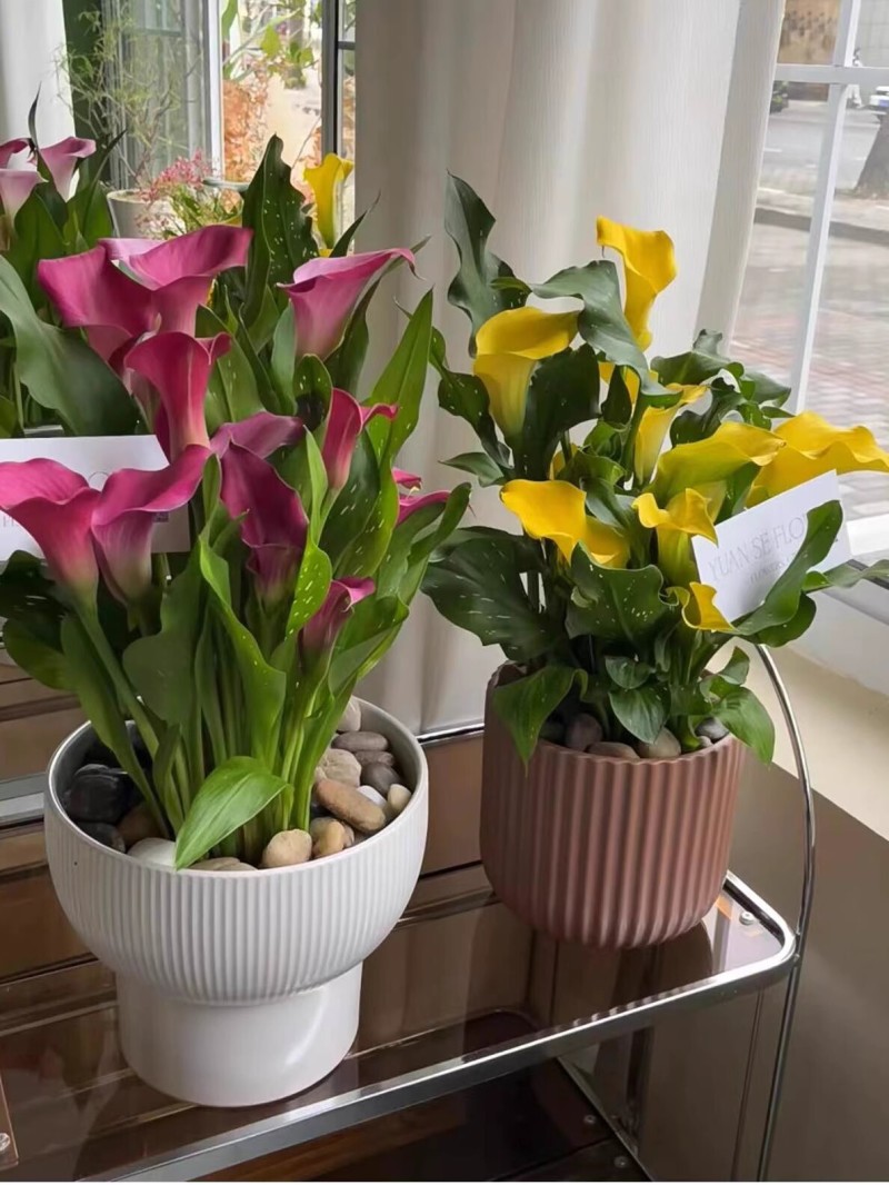 彩色马蹄莲种球带芽好养易活阳台室内耐寒盆栽花卉植物多年生