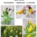 彩色马蹄莲种球带芽好养易活阳台室内耐寒盆栽花卉植物多年生