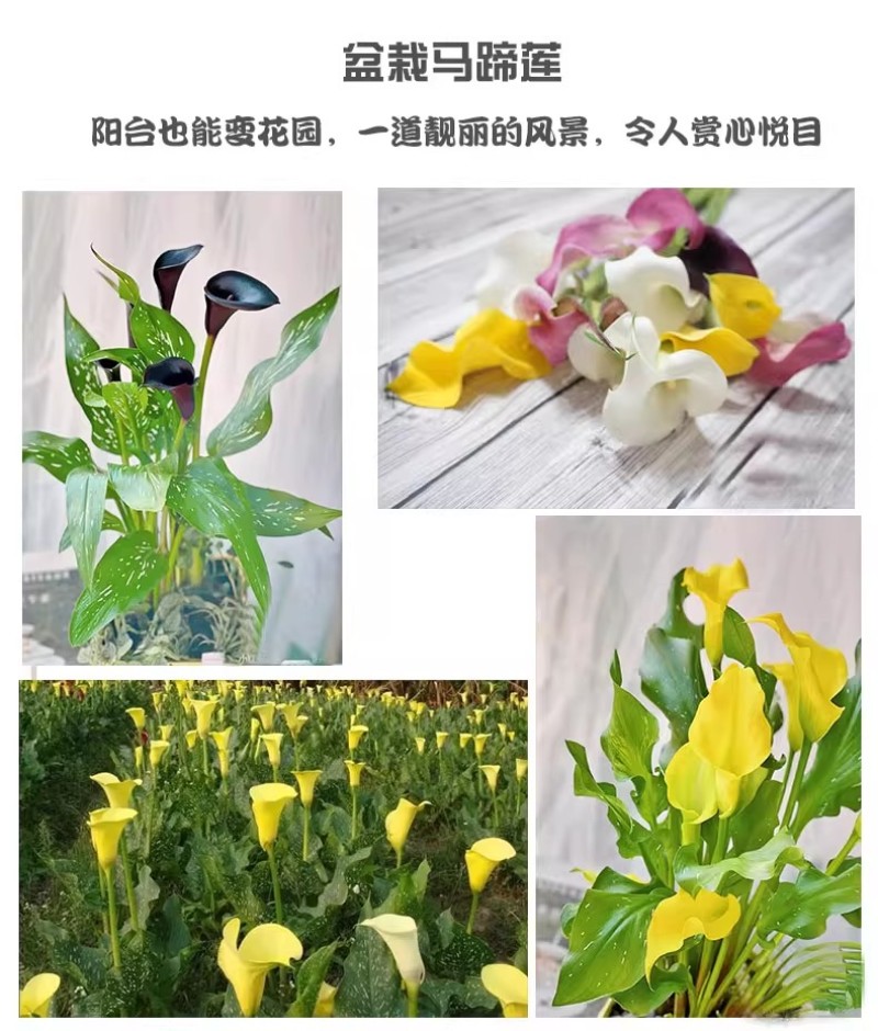 彩色马蹄莲种球带芽好养易活阳台室内耐寒盆栽花卉植物多年生