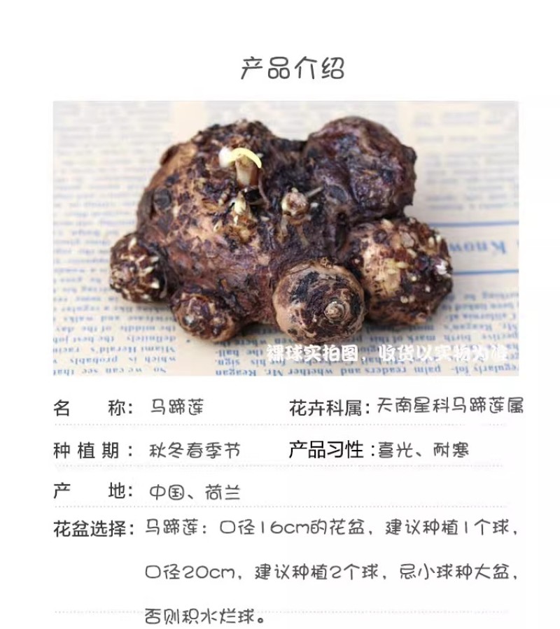 彩色马蹄莲种球带芽好养易活阳台室内耐寒盆栽花卉植物多年生