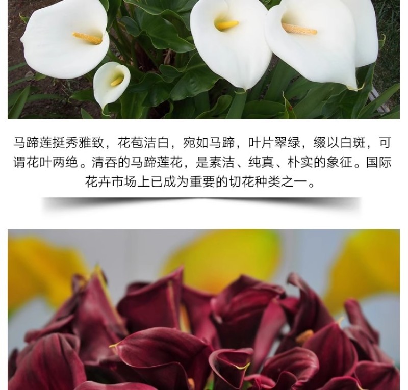 彩色马蹄莲种球带芽好养易活阳台室内耐寒盆栽花卉植物多年生