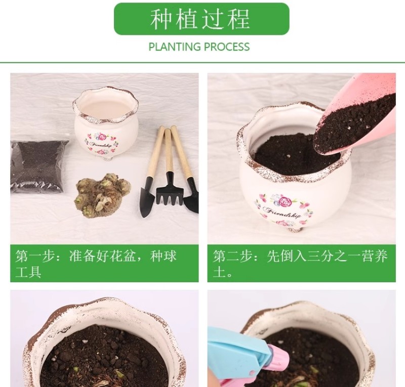 彩色马蹄莲种球带芽好养易活阳台室内耐寒盆栽花卉植物多年生