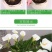 彩色马蹄莲种球带芽好养易活阳台室内耐寒盆栽花卉植物多年生