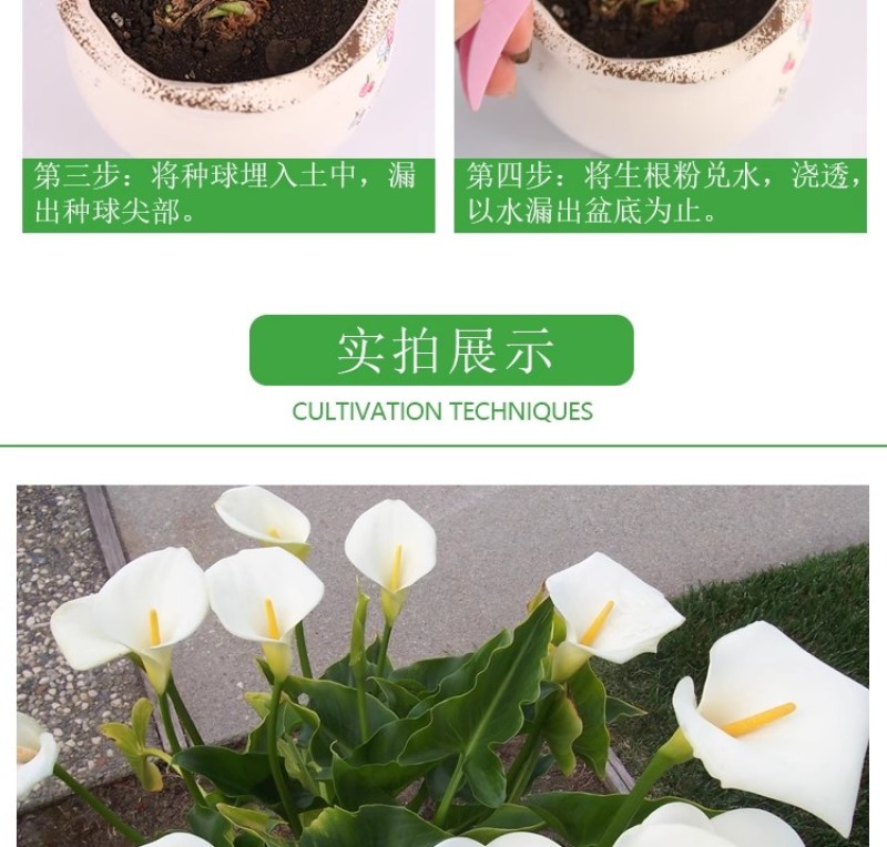 彩色马蹄莲种球带芽好养易活阳台室内耐寒盆栽花卉植物多年生