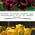 彩色马蹄莲种球带芽好养易活阳台室内耐寒盆栽花卉植物多年生