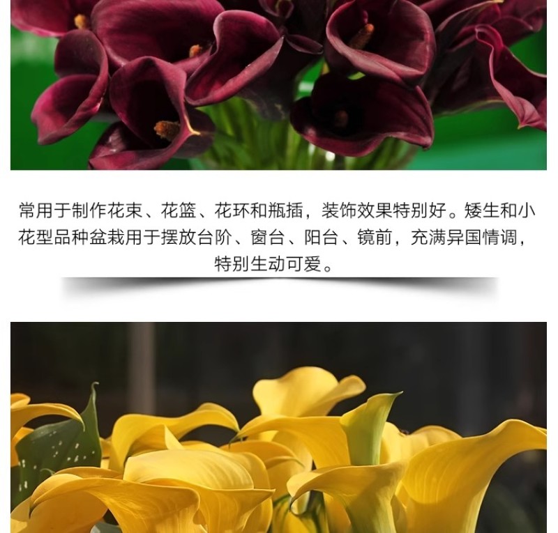 彩色马蹄莲种球带芽好养易活阳台室内耐寒盆栽花卉植物多年生