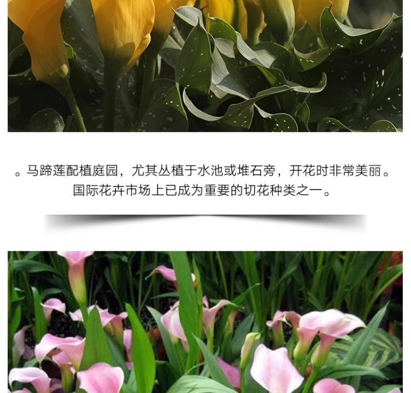 彩色马蹄莲种球带芽好养易活阳台室内耐寒盆栽花卉植物多年生