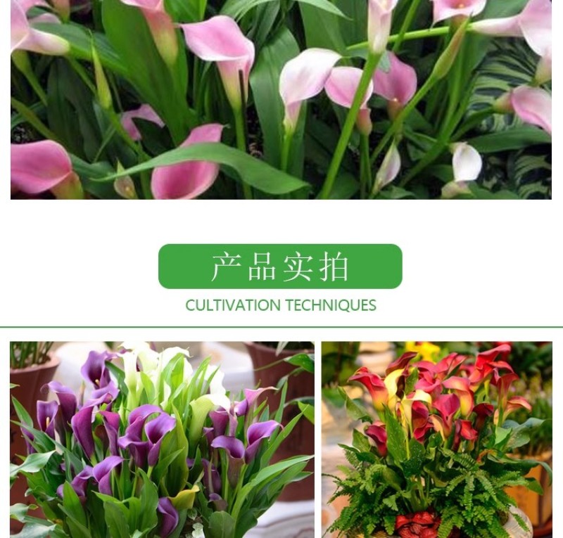 彩色马蹄莲种球带芽好养易活阳台室内耐寒盆栽花卉植物多年生