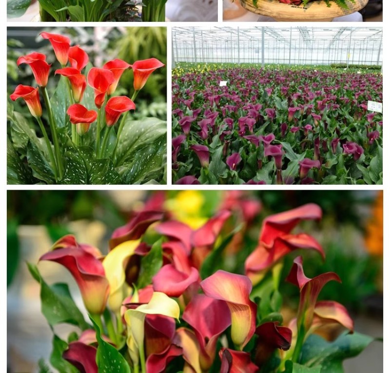 彩色马蹄莲种球带芽好养易活阳台室内耐寒盆栽花卉植物多年生