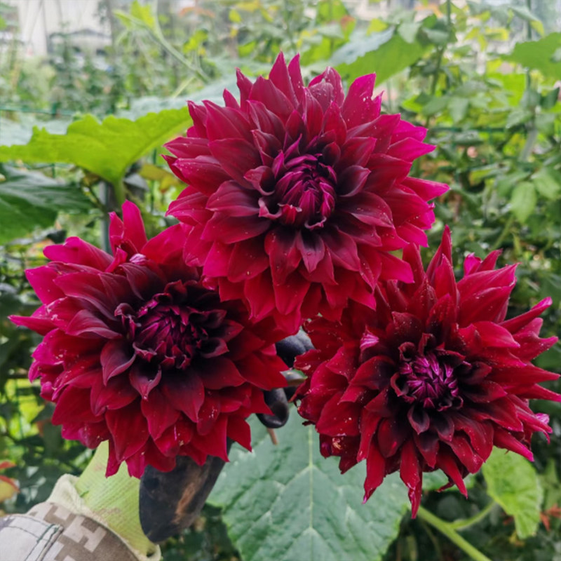 大丽花种球大菊花地瓜花重瓣球根四季植物多年生花卉地栽盆栽