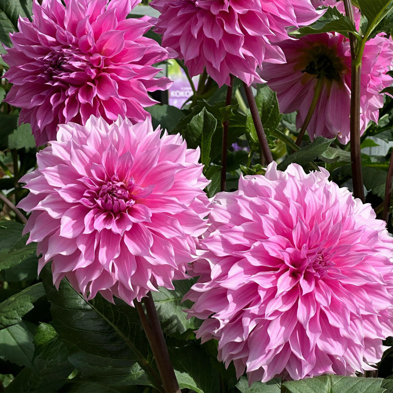 大丽花种球大菊花地瓜花重瓣球根四季植物多年生花卉地栽盆栽