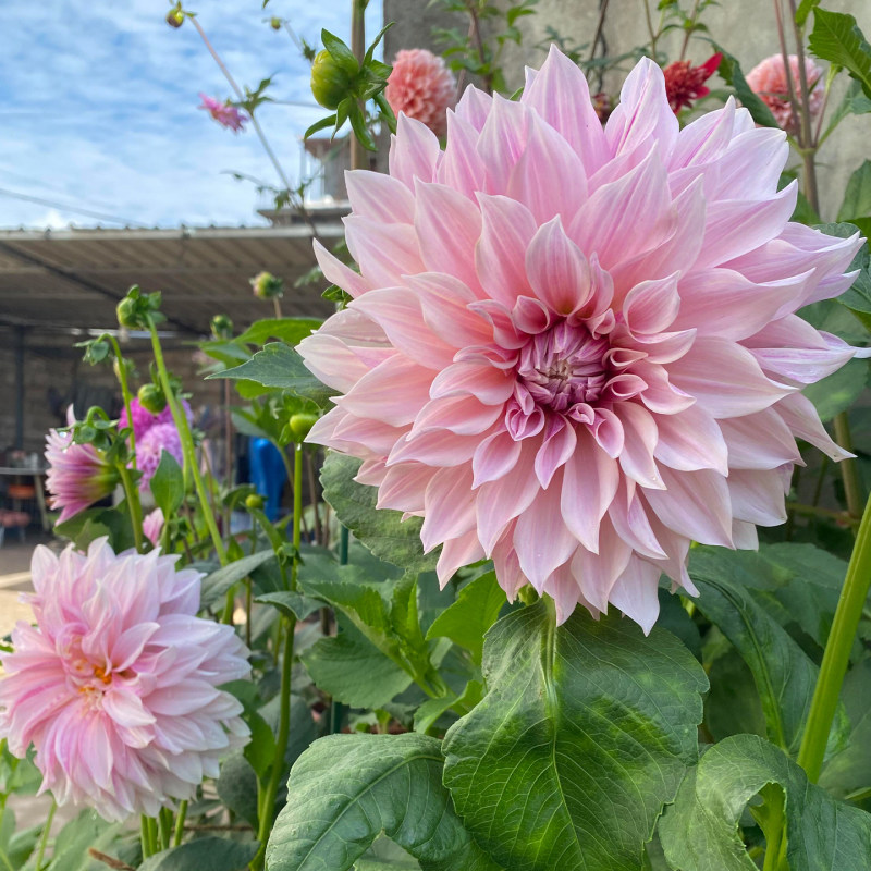 大丽花种球大菊花地瓜花重瓣球根四季植物多年生花卉地栽盆栽