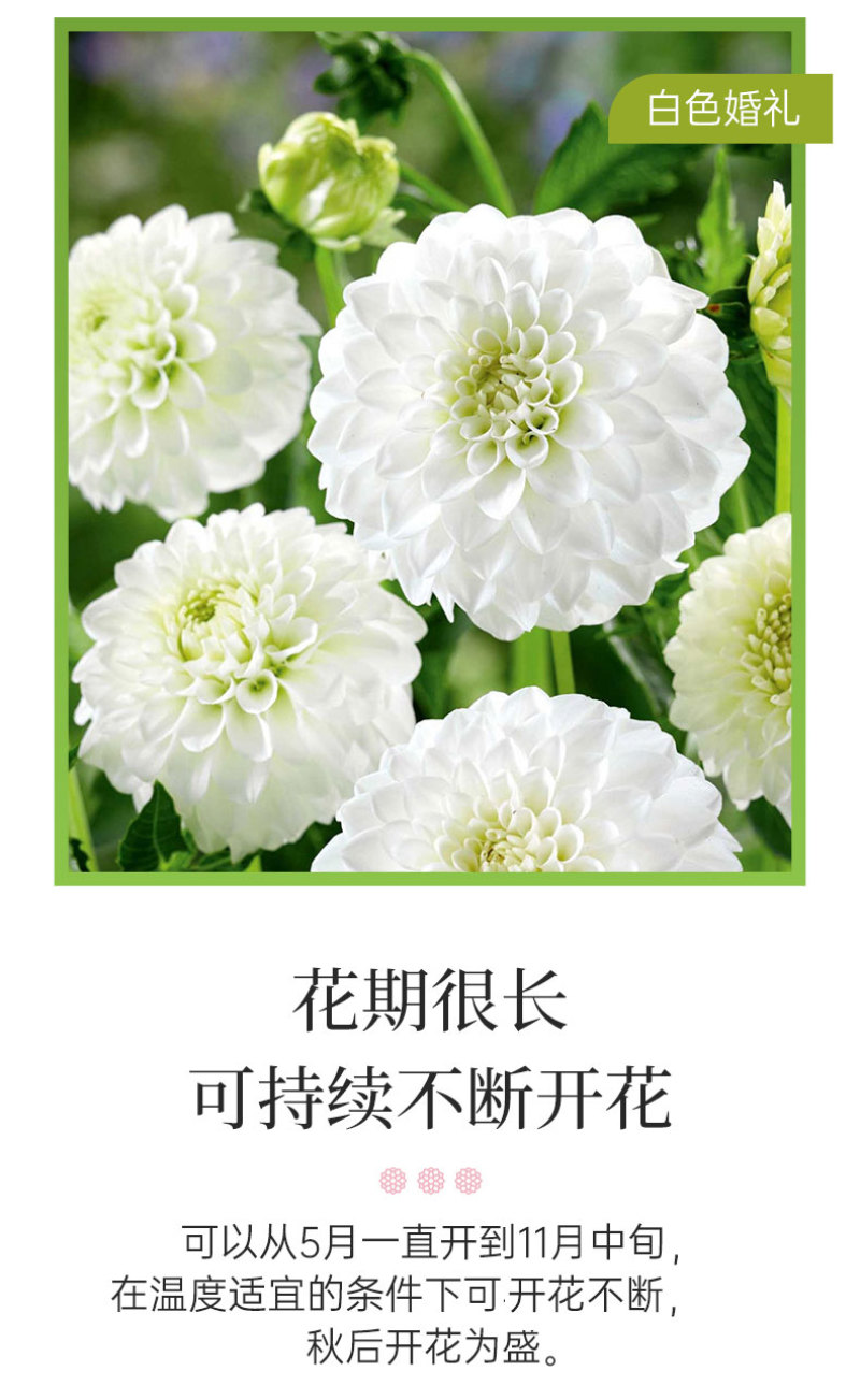 大丽花种球大菊花地瓜花重瓣球根四季植物多年生花卉地栽盆栽