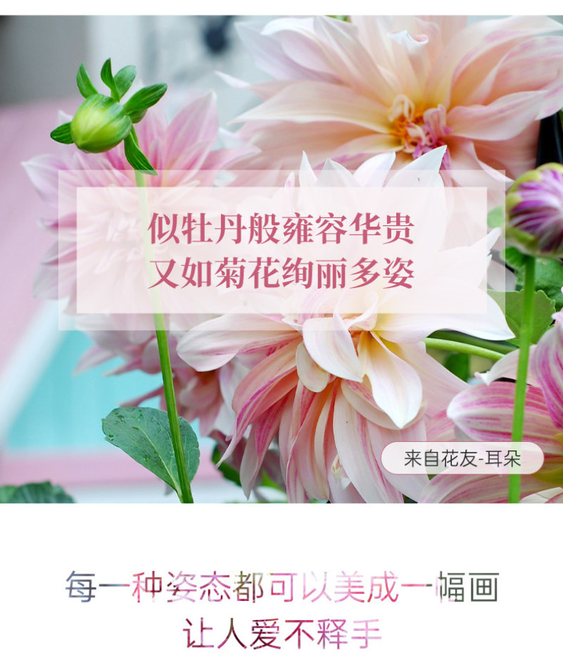 大丽花种球大菊花地瓜花重瓣球根四季植物多年生花卉地栽盆栽