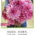 大丽花种球大菊花地瓜花重瓣球根四季植物多年生花卉地栽盆栽