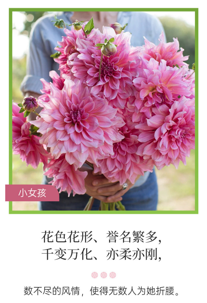 大丽花种球大菊花地瓜花重瓣球根四季植物多年生花卉地栽盆栽