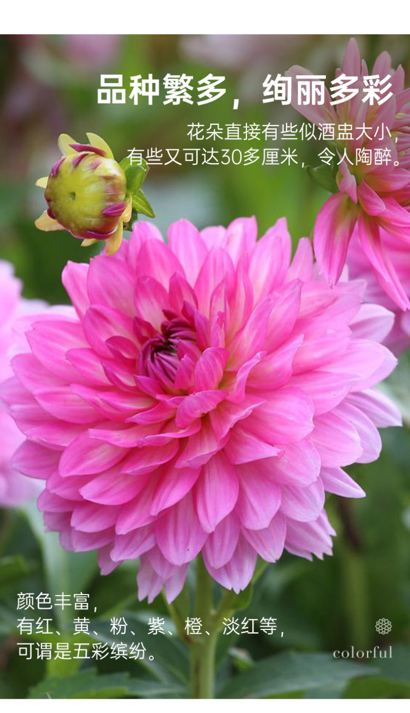 大丽花种球大菊花地瓜花重瓣球根四季植物多年生花卉地栽盆栽