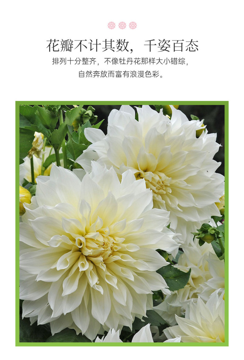 大丽花种球大菊花地瓜花重瓣球根四季植物多年生花卉地栽盆栽