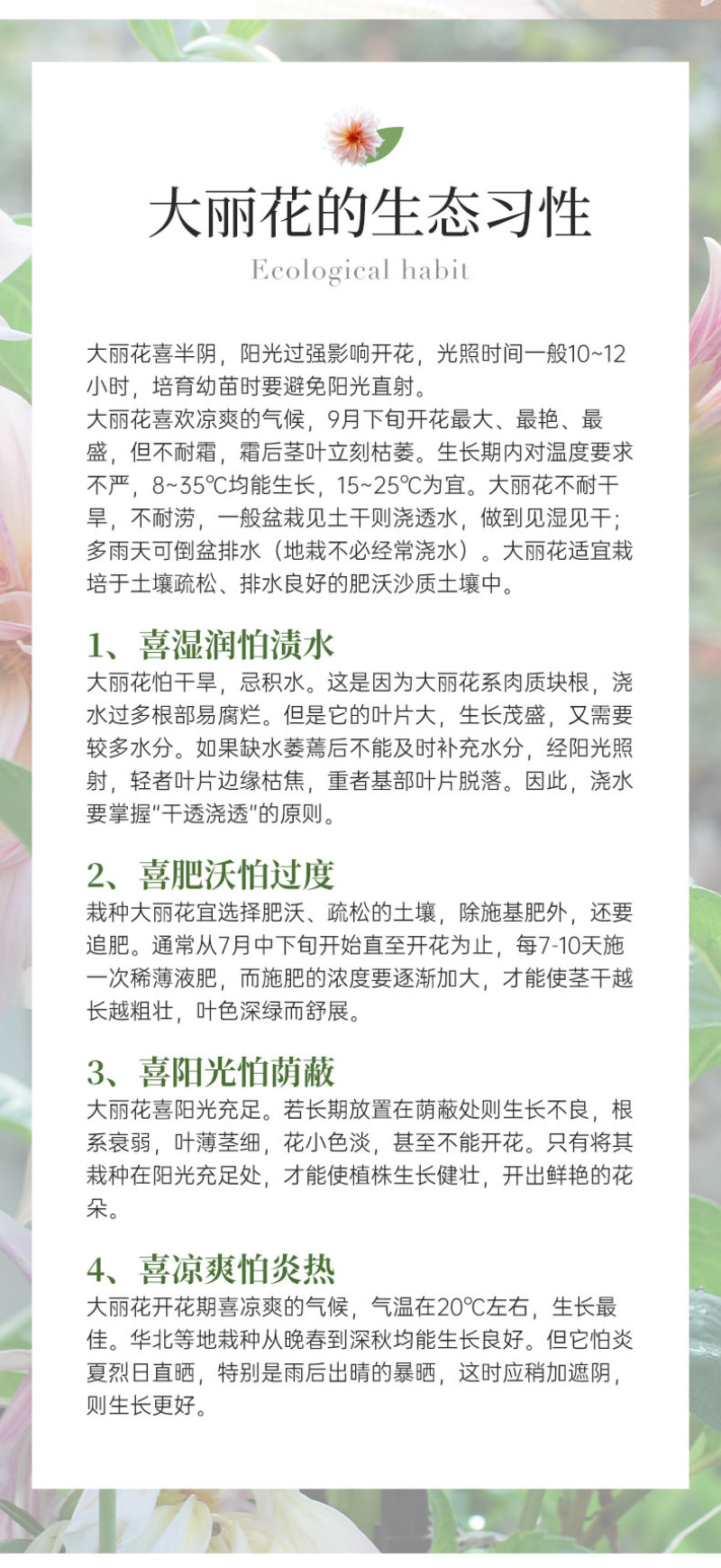 大丽花种球大菊花地瓜花重瓣球根四季植物多年生花卉地栽盆栽