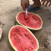 甘肃石头瓜硒砂瓜，产地一手货源，量大从优保质保量电联议价