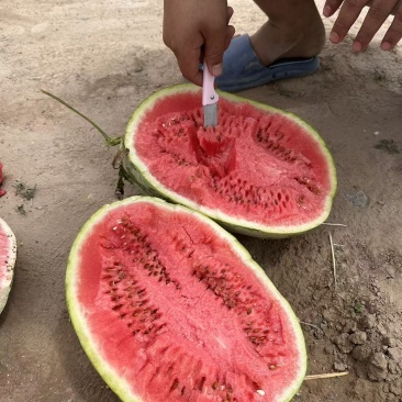 甘肃石头瓜硒砂瓜，产地一手货源，量大从优保质保量电联议价