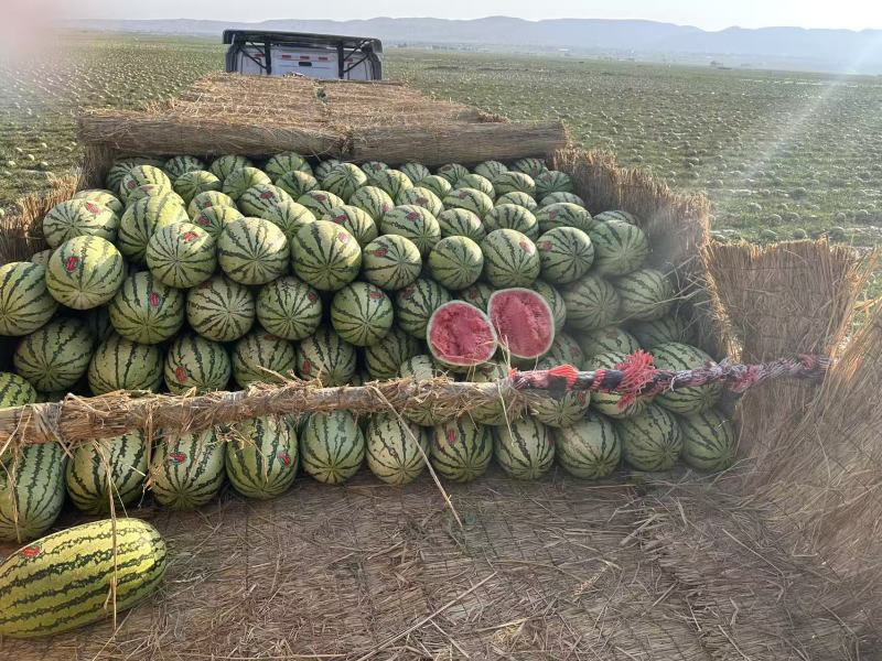 甘肃石头瓜硒砂瓜，产地一手货源，量大从优保质保量电联议价