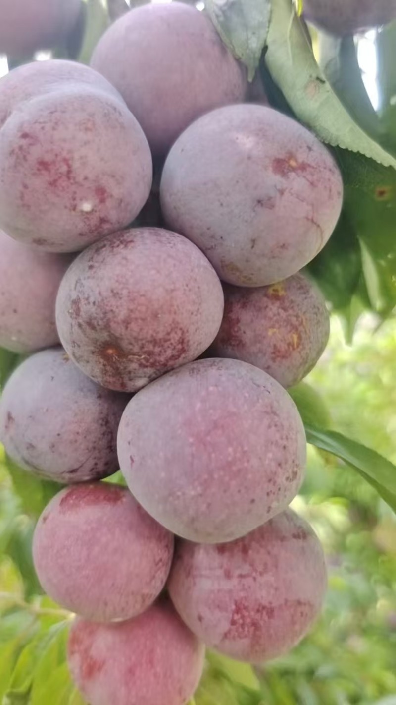 脆红李子四川翠红李子，一手货源，规格齐全，视频看货发全国