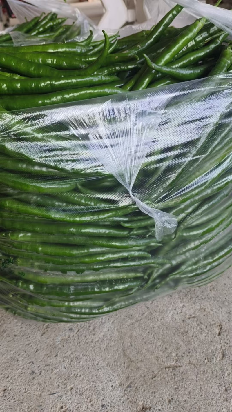 鲜辣椒甘肃二荆条辣椒产地一手货源，电联价格可谈，视频看货