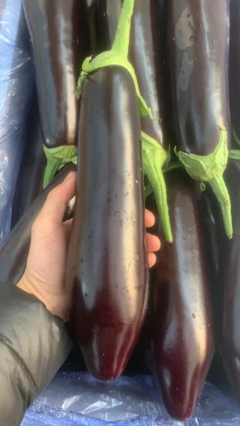 内蒙长茄765烧烤茄子产地直发全国发货可视频看货
