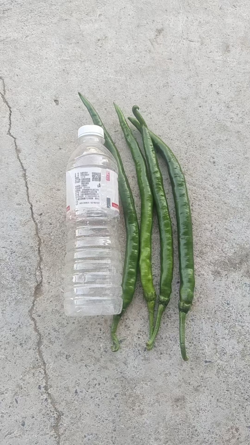二荆条辣椒，鲜辣椒，产地一手货源，规格齐全，电联价格可谈