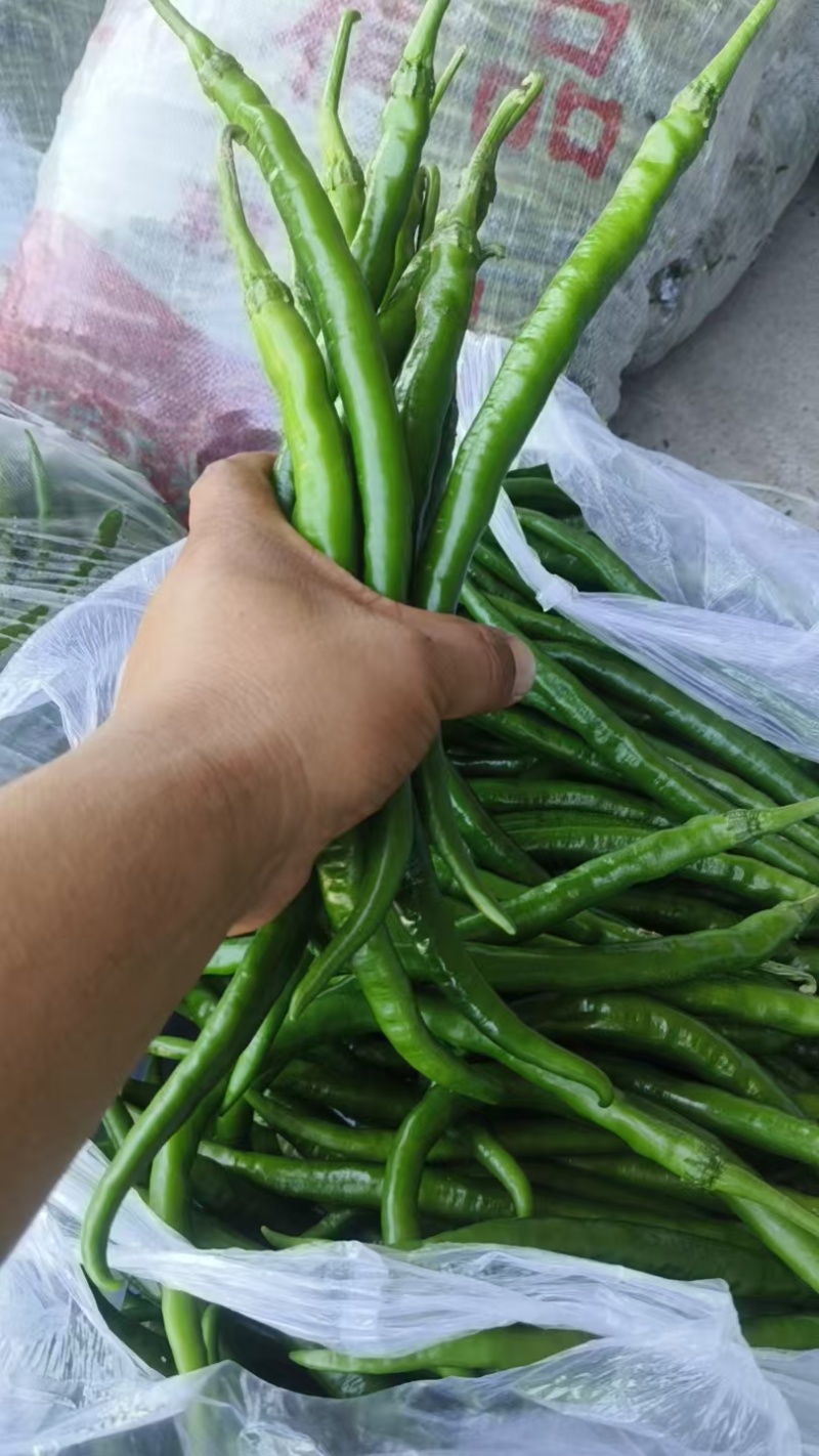 二荆条辣椒，鲜辣椒，产地一手货源，规格齐全，电联价格可谈