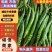 二荆条辣椒，鲜辣椒，产地一手货源，规格齐全，电联价格可谈