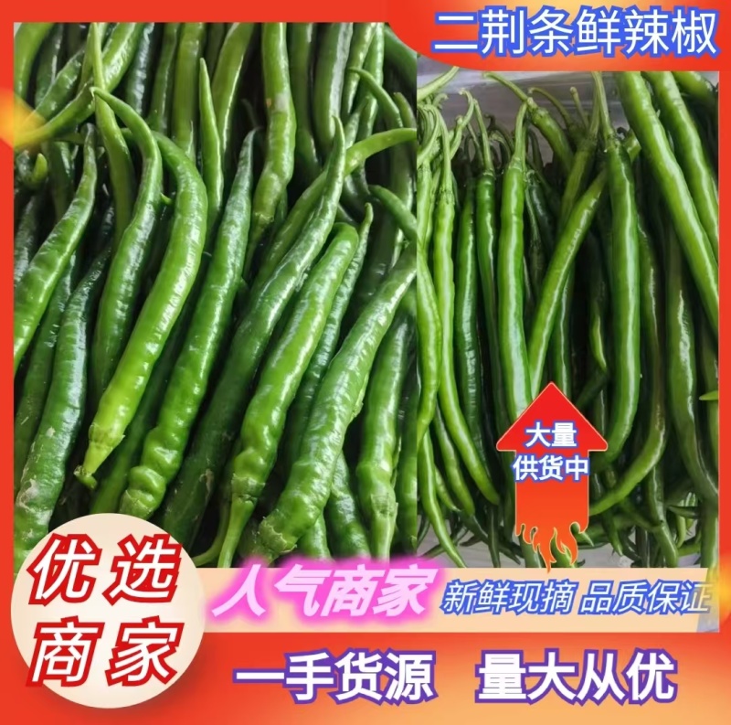鲜辣椒甘肃二荆条辣椒产地一手货源，电联价格可谈，视频看货