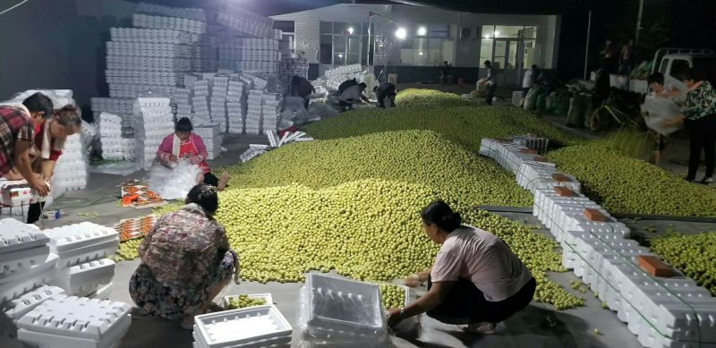 脆甜多汁鲜脆枣基地一站式供应链对接电商网红社区配送