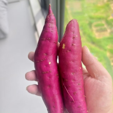 精品香薯，大量新鲜现货速发，保质保量欢迎选购